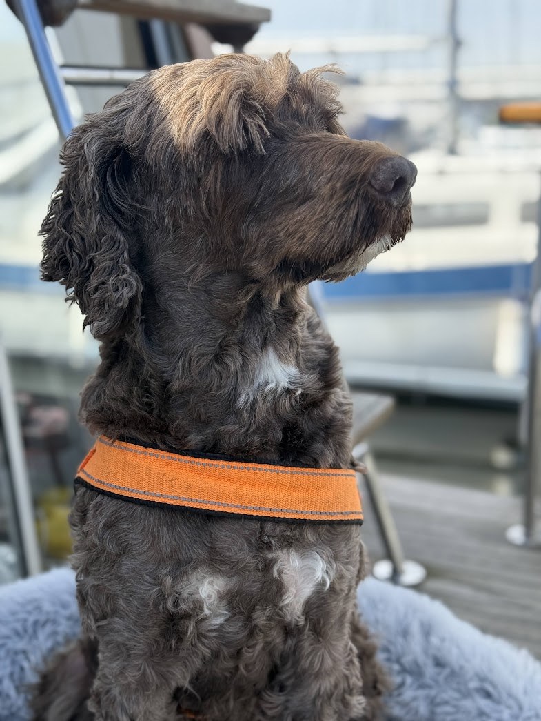 Alvin sett fra siden med kortklippet pels og oransje sele
