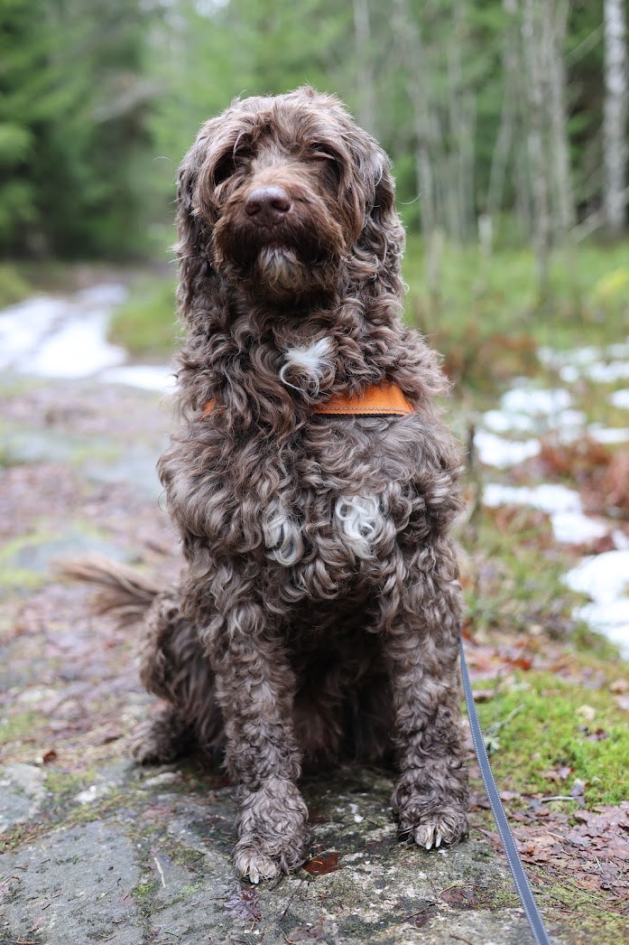 Alvin sitter på en stein i skogen med oransje sele